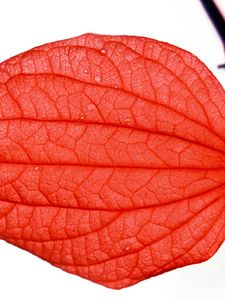 Preview wallpaper leaf, macro, red, plantain