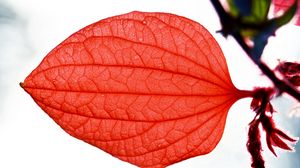 Preview wallpaper leaf, macro, red, plantain