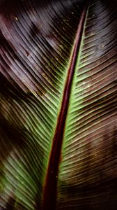 Preview wallpaper leaf, macro, stripes, plant