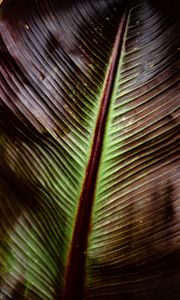 Preview wallpaper leaf, macro, stripes, plant