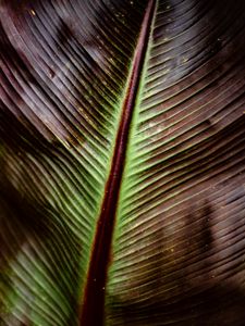 Preview wallpaper leaf, macro, stripes, plant