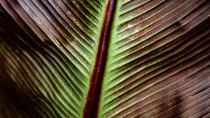 Preview wallpaper leaf, macro, stripes, plant