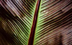 Preview wallpaper leaf, macro, stripes, plant