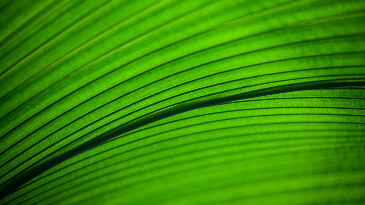 Wallpaper leaf, macro, stripes, veins