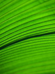 Preview wallpaper leaf, macro, stripes, veins