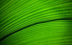 Preview wallpaper leaf, macro, stripes, veins