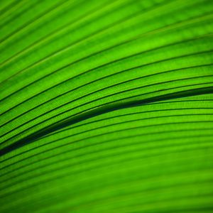 Preview wallpaper leaf, macro, stripes, veins
