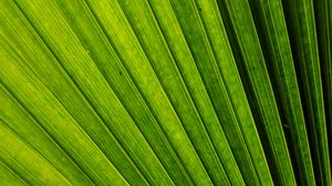 Preview wallpaper leaf, macro, stripes, lines, green