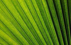 Preview wallpaper leaf, macro, stripes, lines, green