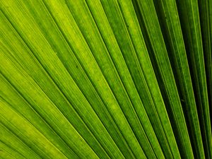 Preview wallpaper leaf, macro, stripes, lines, green