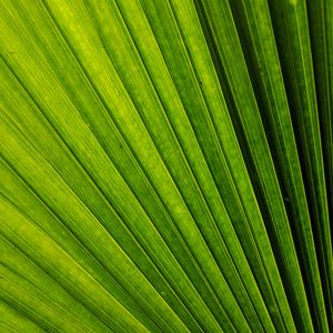 Preview wallpaper leaf, macro, stripes, lines, green