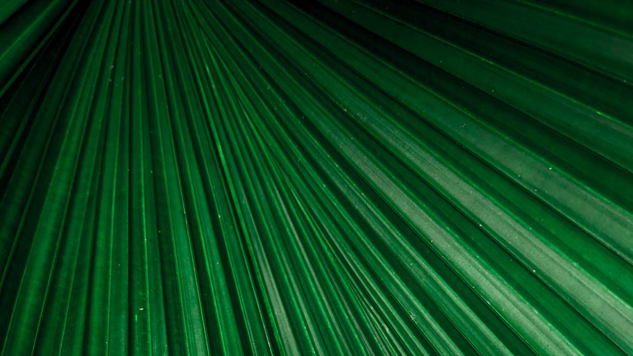 Wallpaper leaf, macro, stripes, veins, plant, green