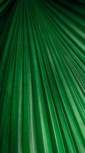 Preview wallpaper leaf, macro, stripes, veins, plant, green