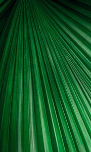 Preview wallpaper leaf, macro, stripes, veins, plant, green