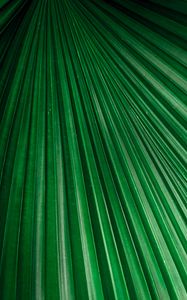 Preview wallpaper leaf, macro, stripes, veins, plant, green