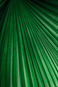 Preview wallpaper leaf, macro, stripes, veins, plant, green