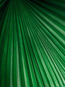 Preview wallpaper leaf, macro, stripes, veins, plant, green