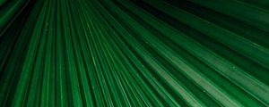 Preview wallpaper leaf, macro, stripes, veins, plant, green