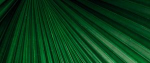 Preview wallpaper leaf, macro, stripes, veins, plant, green