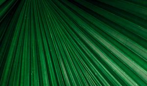 Preview wallpaper leaf, macro, stripes, veins, plant, green