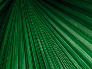 Preview wallpaper leaf, macro, stripes, veins, plant, green