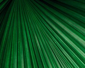 Preview wallpaper leaf, macro, stripes, veins, plant, green