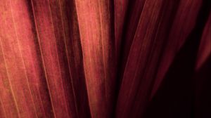 Preview wallpaper leaf, macro, stripes, surface