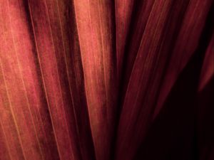 Preview wallpaper leaf, macro, stripes, surface