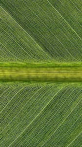 Preview wallpaper leaf, macro, stripes, green