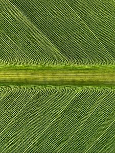 Preview wallpaper leaf, macro, stripes, green
