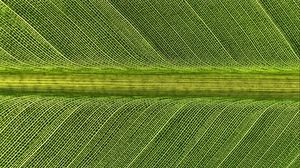 Preview wallpaper leaf, macro, stripes, green