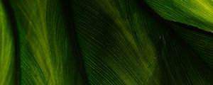 Preview wallpaper leaf, macro, surface, green, plant