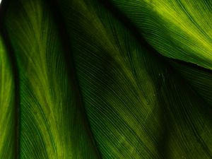 Preview wallpaper leaf, macro, surface, green, plant