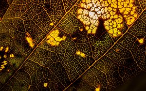 Preview wallpaper leaf, macro, surface, veins