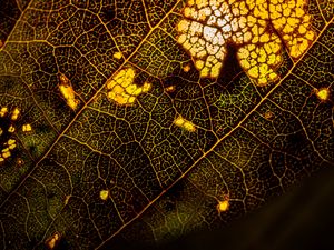 Preview wallpaper leaf, macro, surface, veins