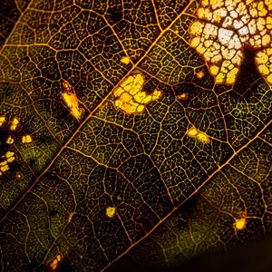 Preview wallpaper leaf, macro, surface, veins