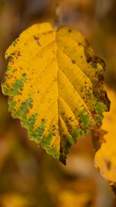 Preview wallpaper leaf, macro, texture, yellow, blur