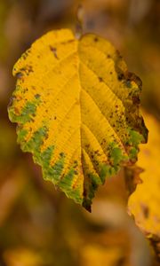 Preview wallpaper leaf, macro, texture, yellow, blur