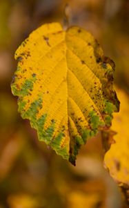 Preview wallpaper leaf, macro, texture, yellow, blur