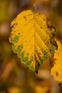 Preview wallpaper leaf, macro, texture, yellow, blur