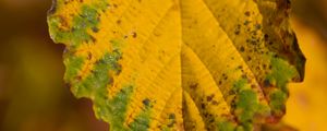 Preview wallpaper leaf, macro, texture, yellow, blur