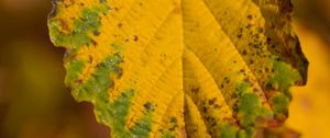 Preview wallpaper leaf, macro, texture, yellow, blur