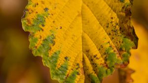 Preview wallpaper leaf, macro, texture, yellow, blur
