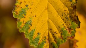 Preview wallpaper leaf, macro, texture, yellow, blur