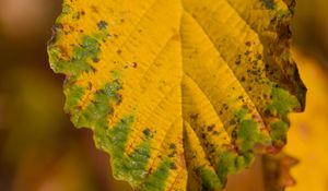 Preview wallpaper leaf, macro, texture, yellow, blur