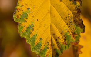 Preview wallpaper leaf, macro, texture, yellow, blur