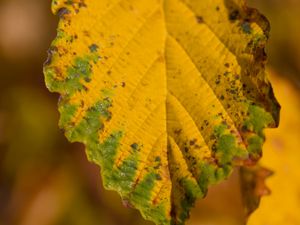 Preview wallpaper leaf, macro, texture, yellow, blur