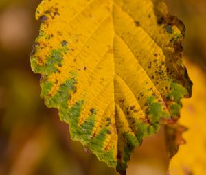 Preview wallpaper leaf, macro, texture, yellow, blur