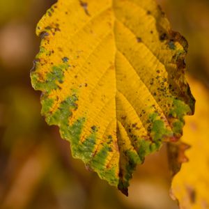 Preview wallpaper leaf, macro, texture, yellow, blur