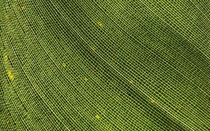 Preview wallpaper leaf, macro, texture